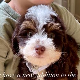 Bernedoodles and Goldendoodles from Teddy Puppies