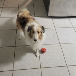 Banshee - Shetland Sheepdog