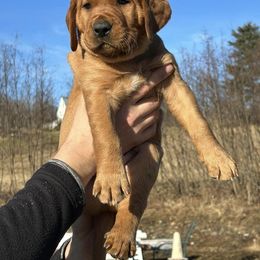 Labrador Retriever Puppies from West Wind Farm’s Labradors & Livery