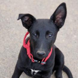Playboy Johnson - Black male Belgian Malinois puppy in Elizabethton, Tennessee from Forever Family K9