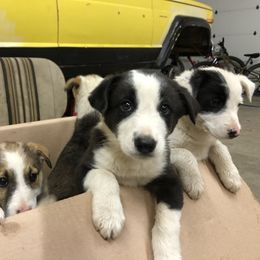 Border Collie Puppies from Simcoe Foothills Farm