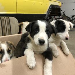 Border Collie Puppies from Simcoe Foothills Farm