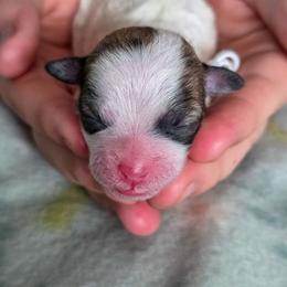 Miss White - White Collar - Brown and white female Shichon puppy in Troy, Ohio from Ever After Tails