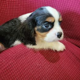 Buster - Tri-color male Cavalier King Charles Spaniel puppy in Amherst, Virginia from Duchess Cavaliers