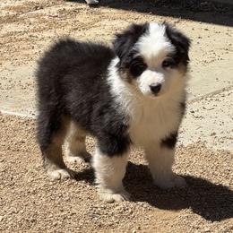 Boy 2 - Black tri-color male Australian Shepherd puppy in Phoenix, Arizona from Heartfire Aussies