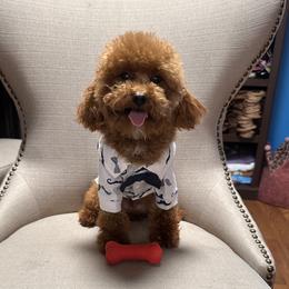 Ozzy - Poodle
