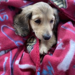 Dachshund Puppies from Meadow Ridge Dachshunds