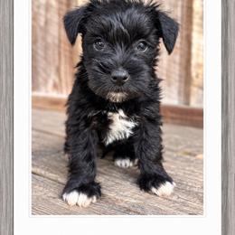 Tom - Black male Miniature Schnauzer puppy in Summerfield, Florida from M & M Schnauzers