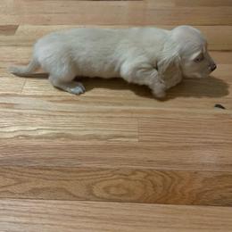 Girl 3 - Cream female Dachshund puppy in Vinton, Iowa from Lerch Family Dachshunds