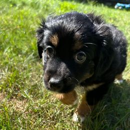 Boy 2 - Black tri male Toy Australian Shepherd puppy in Norwood, Massachusetts from Loyal Litters Toy Australian Shepherds