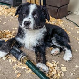 Boy 2 - Black & white male Miniature Australian Shepherd puppy in Iola, Texas from MK Aussies
