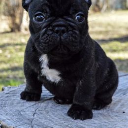 French Bulldog Puppies from Divine Kennels