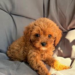 Rainer - Red female Cavapoo puppy in Orinda, California from Amore Cavaliers