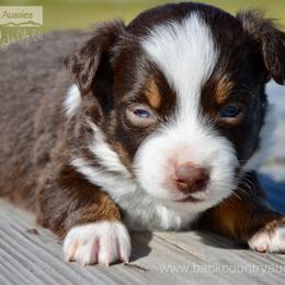RTM-1 - Red tri male Miniature Australian Shepherd puppy in Baker City, Oregon from Back Country Aussies