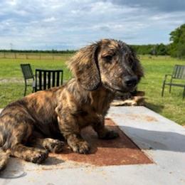 Jupiter - Dachshund