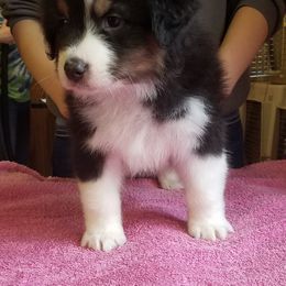 Australian Shepherd Puppies from Agra Australian Shepherds