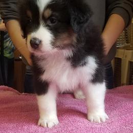 Australian Shepherd Puppies from Agra Australian Shepherds