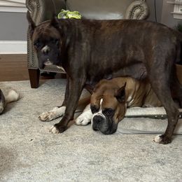 Boxer Puppies from Shanna Ward
