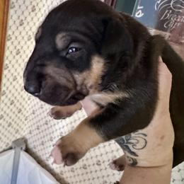 Cedar - Black tan and white male Bull Terrier puppy in Springfield, Ohio from Lynn Hill Bull Terriers