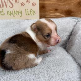 Gage-fluffy - Sable merle and white male American Corgi puppy in Stillwater, Oklahoma from Steele Family Farms