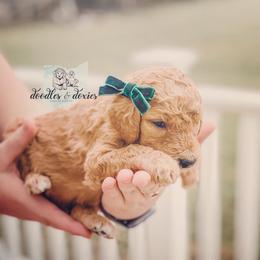 Dachshund, Goldendoodle, and Sheepadoodle Puppies from Doodles & Doxies