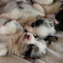 American Corgi and Pembroke Welsh Corgi Puppies from Abundant Joy Corgis
