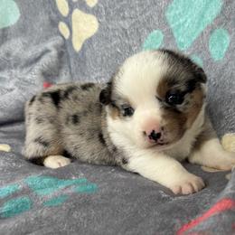 Teddy - Blue merle and white male American Corgi puppy in Payson, Illinois from Creek Farm Corgis