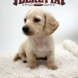 Beretta - Cream female Dachshund puppy in Wylie, Texas from Lawson's Kennel