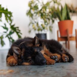 German Shepherd Puppies from Salty Raccoon Ranch German Shepherds