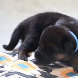 German Shepherd Puppies from Milestone GSDs