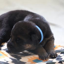 German Shepherd Puppies from Milestone GSDs