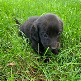 Boy 1 - Black male Dachshund puppy in Vinton, Iowa from Lerch Family Dachshunds