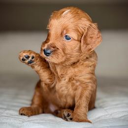 Puppy 7-BROWN Collar (BOY) - Red  male Goldendoodle puppy in Portland, Oregon from Smith Family Doodles