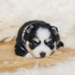 Pomsky Puppies from Hill Tribe Pomskies