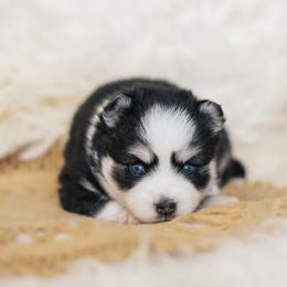 Pomsky Puppies from Hill Tribe Pomskies