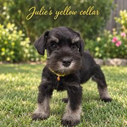 Yellow Collar - Black and silver female Miniature Schnauzer puppy in Monticello, Mississippi from Phoenix Ranch