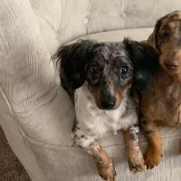 Dachshunds from Michelle's Dachshunds
