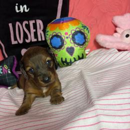 Larry - Dapple male Dachshund puppy in Lake City, Florida from My Ditzy Doxies of Florida