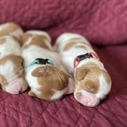 Brittany Puppies from Jenvy Brittanys