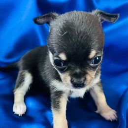 Brownie - Black and tan male Chihuahua puppy in Framingham, Massachusetts from Boston Chi Chis