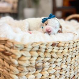 Cotton Candy - Parti female Goldendoodle puppy in Sulphur, Louisiana from Curly Q’s Of Carlyss