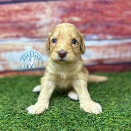 Caramel boy - Caramel red male Australian Labradoodle puppy in Waxahachie, Texas from Dallas Labradoodles