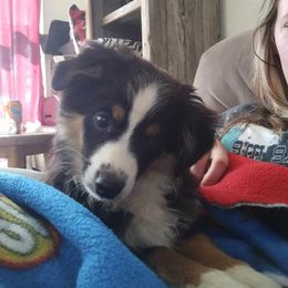 Miniature Australian Shepherd and Toy Australian Shepherd Puppies from Caprock Mini & Toy Aussies