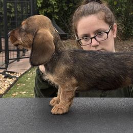 Dachshund Puppies from Passport Dachshunds