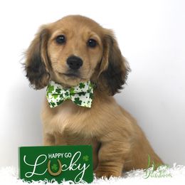Roost - Cream Dachshund puppy in Flint, Texas from Legacy Lane Dachshunds