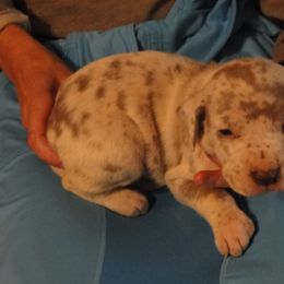 Cardigan Welsh Corgi and Great Dane Puppies from Red Oak Farm and Kennel