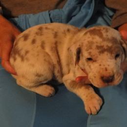 Cardigan Welsh Corgi and Great Dane Puppies from Red Oak Farm and Kennel