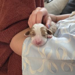 Mesa (teal collar) - Blenheim female Cavapoo puppy in Nephi, Utah from Salt Creek Doodles