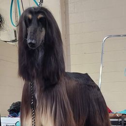 Mara - Afghan Hound