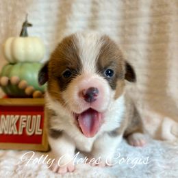 Manicotti - Blue male Pembroke Welsh Corgi puppy in White Hall, Maryland from Folly Acres Corgis